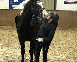 dressage horse Racido (German Riding Pony, 2018, from Bünteeichen Ricardo)