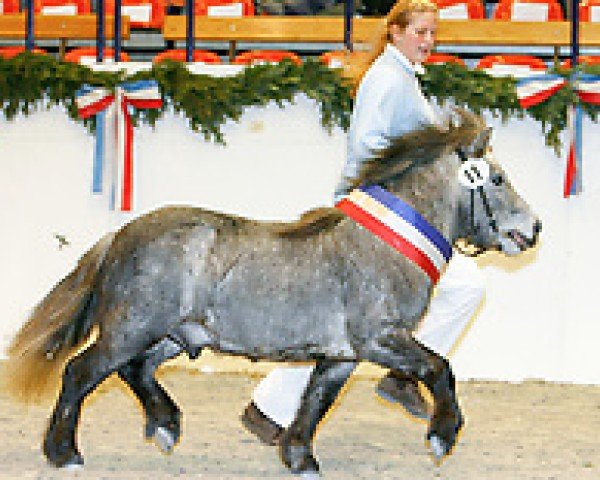 Springpferd I.Kl.Prinz Mp (Dt.Part-bred Shetland Pony, 2003, von Ivan M.)