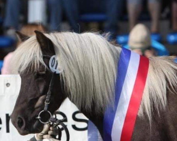 broodmare Viona MP (Dt.Part-bred Shetland pony, 2001, from Ivan M.)