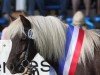 Zuchtstute Viona MP (Dt.Part-bred Shetland Pony, 2001, von Ivan M.)