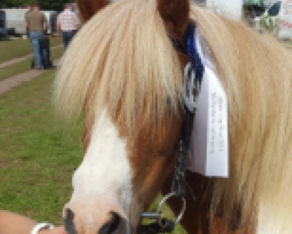 Zuchtstute Valca MP (Shetland Pony, 2006, von Pascha)