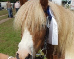 broodmare Valca MP (Shetland Pony, 2006, from Pascha)