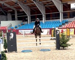 jumper Sandy 570 (Hanoverian, 2011, from Simbayo)