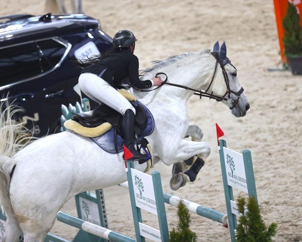 jumper Hulci (KWPN (Royal Dutch Sporthorse), 2012, from Spartacus TN)