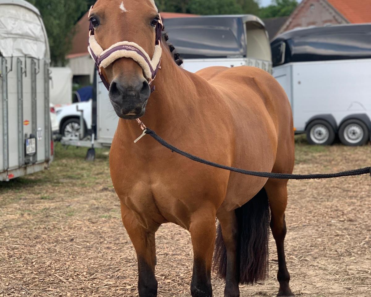 broodmare Mia 206 (Haflinger Mix, 2011)