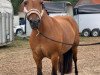 Zuchtstute Mia 206 (Haflinger-Mix, 2011)