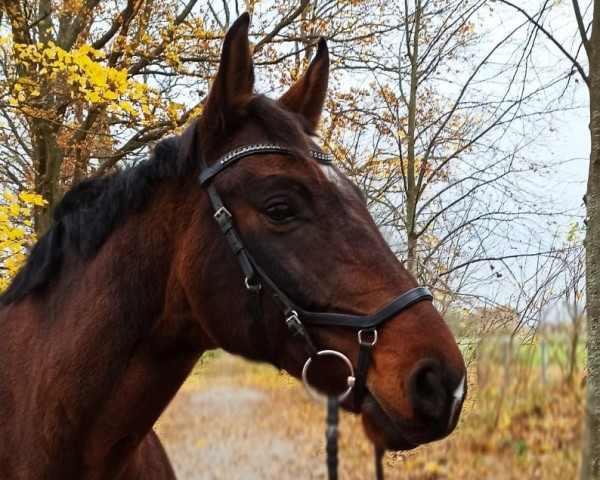 Dressurpferd Song of Joy 15 (Deutsches Sportpferd, 2010, von Sandro Song)