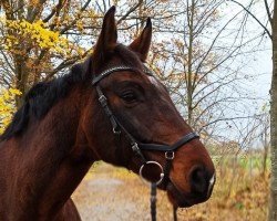 dressage horse Song of Joy 15 (German Sport Horse, 2010, from Sandro Song)