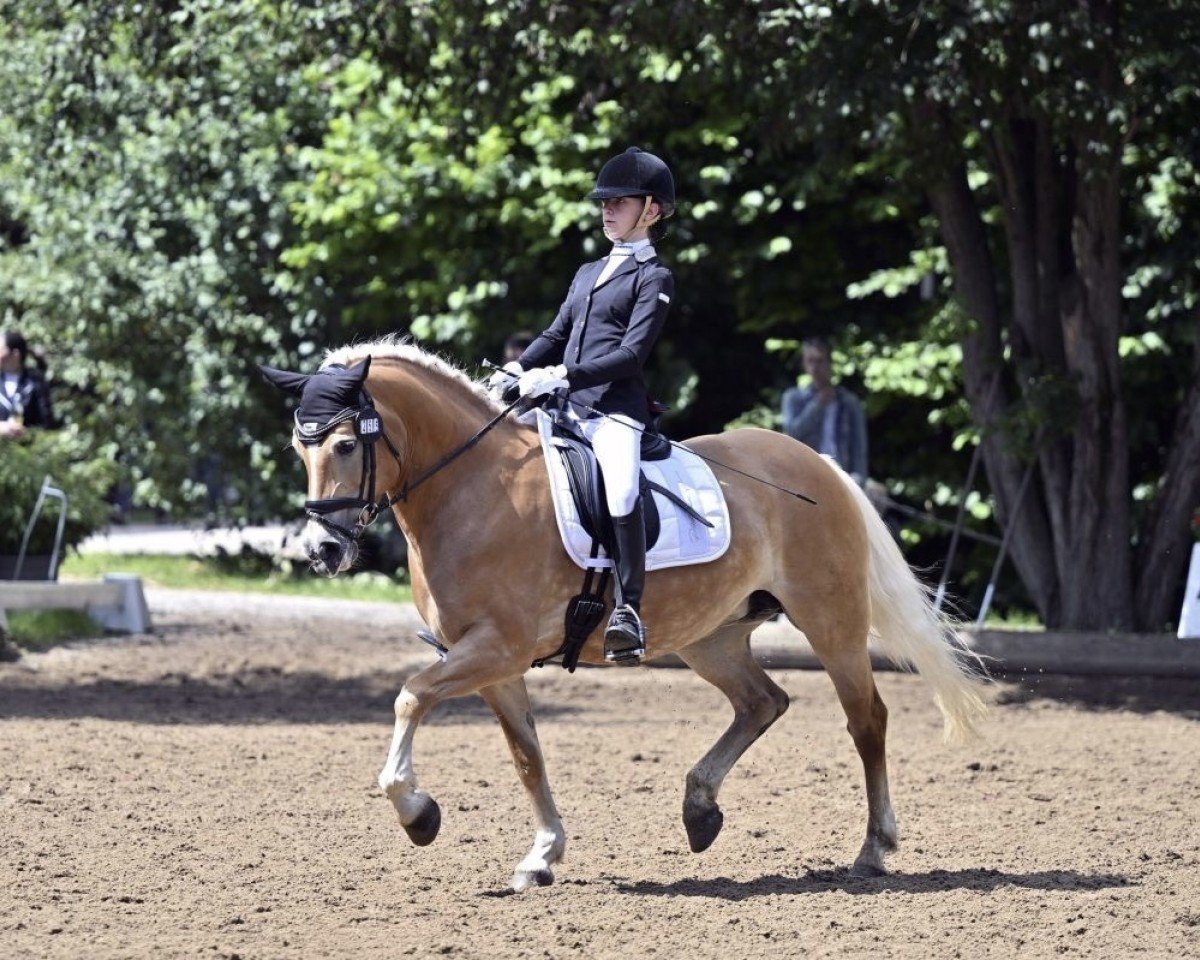 Zuchtstute Chiara (5,47% ox) (Edelbluthaflinger, 2009, von Alibaba)