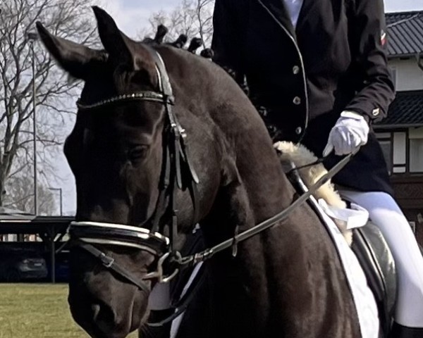 dressage horse Delica Tessa (Hanoverian, 2019, from D'Egalite)