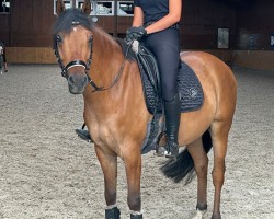 dressage horse Dean B (German Riding Pony, 2017, from Dornik B)