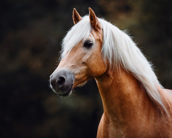 horse Nils (Edelbluthaflinger, 2008, from Noventis)