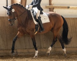 dressage horse Blueberry 46 (Oldenburg, 2011, from Bordeaux 28)