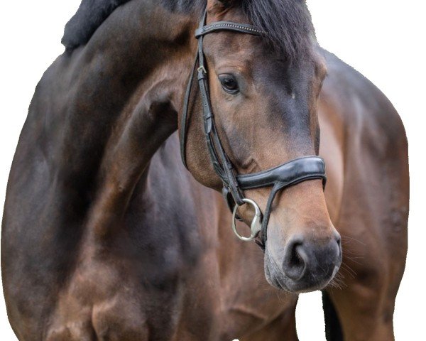 jumper Valencio 11 (Hanoverian, 2018, from Viscount 22)