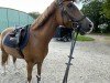 dressage horse Rocka Billy G (German Riding Pony, 2017, from Bünteeichen Ricardo)