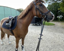 dressage horse Rocka Billy G (German Riding Pony, 2017, from Bünteeichen Ricardo)