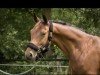 dressage horse Humboldt HB (Hanoverian, 2016, from Honoré du Soir)