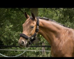 dressage horse Humboldt HB (Hanoverian, 2016, from Honoré du Soir)