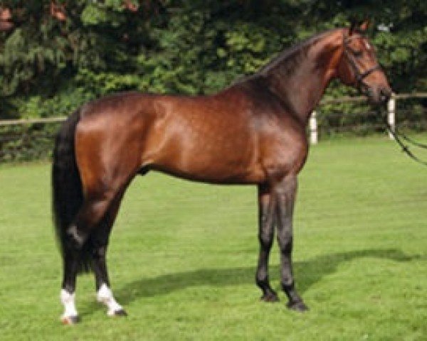 stallion Lawito (Oldenburg show jumper,  , from Landgold)