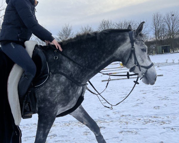 jumper C'Est La Viei (German Sport Horse, 2019, from Ciacomini)