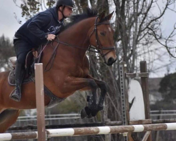 Pferd Azimut Marin (Selle Français, 2010, von Happy Villers)