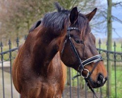 dressage horse Dancing Dario (Hanoverian, 2010, from Don Frederico)