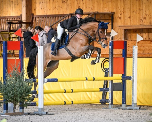 jumper Nice To Have (KWPN (Royal Dutch Sporthorse), 2018, from Sterrehof's Great Blue)