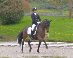 dressage horse Havana Jack V (German Riding Pony, 2005, from Holsteins Harlekin)