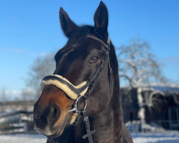 horse Lotte (Hanoverian, 2007, from Rosentau)