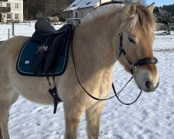 Pferd Kenai vom Matthof (Fjordpferd, 2014, von Kvest Halsnæs)