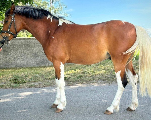 dressage horse Faster Doncaster (Polish Pony, 2021, from Pablo Paero)