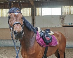 jumper Lyonello (German Sport Horse, 2008, from Lands River)