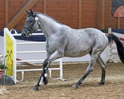 stallion Sir Glückskeks (Trakehner, 2015, from Gorbatschow)