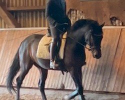 stallion Coolio E (German Riding Pony, 2019, from Ceylon E)