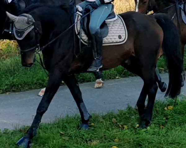 Pferd Lapas (Deutsches Sportpferd, 2008, von Luxelot)