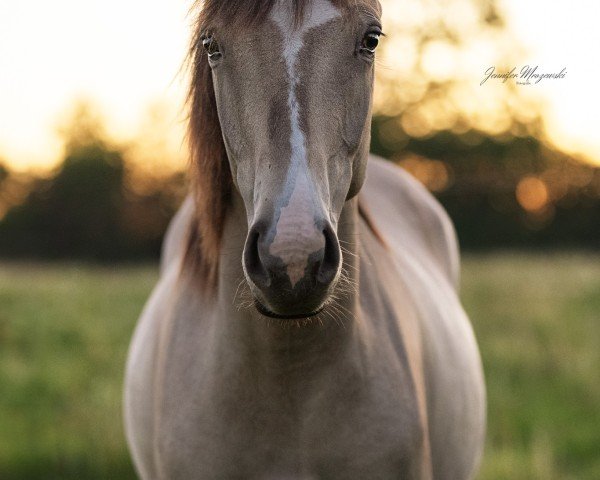 Dressurpferd Pintados Colour of my Dreams (Deutsches Reitpony, 2023, von Gold Garant)