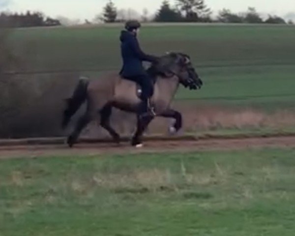 horse Ari fra stald nymann (Iceland Horse, 2015)