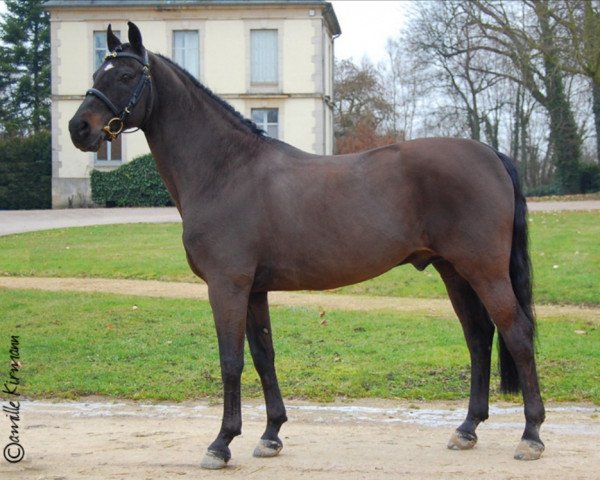 stallion Welcome Sympatico (Hanoverian, 1991, from Sandro)