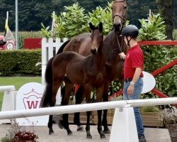 broodmare Kissing Kate F (Westphalian, 2020, from Karajan)