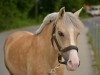 Dressurpferd Gründleinshof's Goldmariechen (Deutsches Reitpony, 2005, von Frankenhoeh's Kir Royal)