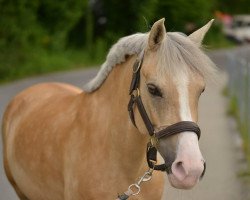 Dressurpferd Gründleinshof's Goldmariechen (Deutsches Reitpony, 2005, von Frankenhoeh's Kir Royal)