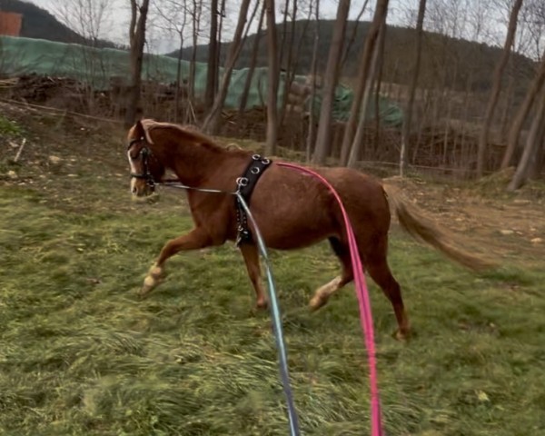 Zuchtstute Failshofer Bellissima (Welsh Pony (Sek.B), 2011, von Tijd Vlijt's Amadeous)