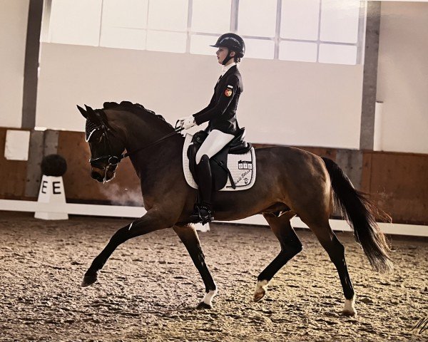 stallion Ceylon E (German Riding Pony, 2011, from Cyriac WE)