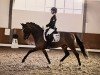 stallion Ceylon E WE (German Riding Pony, 2011, from Cyriac WE)