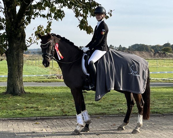 dressage horse Ebensburg Odin (German Riding Pony, 2011, from High Flow's Oxford)