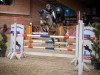 jumper Nobody Cool (German Sport Horse, 2016, from Naldo 29)