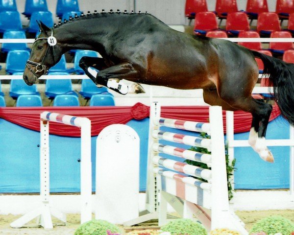 jumper Timberland 25 (Oldenburg show jumper, 2014, from Toulon)