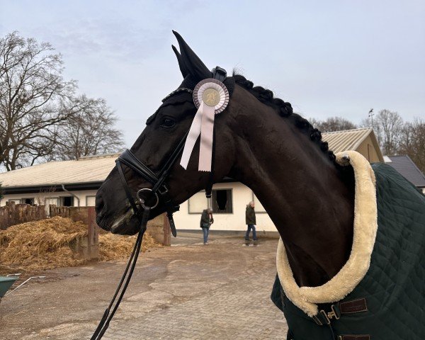 Dressurpferd Difelio (Hannoveraner, 2020, von Dressage Royal)