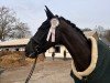 dressage horse Difelio (Hanoverian, 2020, from Dressage Royal)