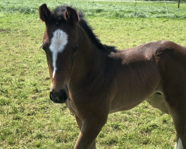 Springpferd Casemiro vMH (Oldenburger Springpferd, 2023, von Cashmere)